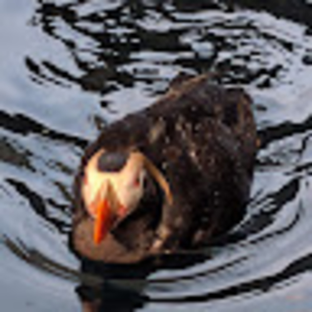 Meet your Posher, Denise